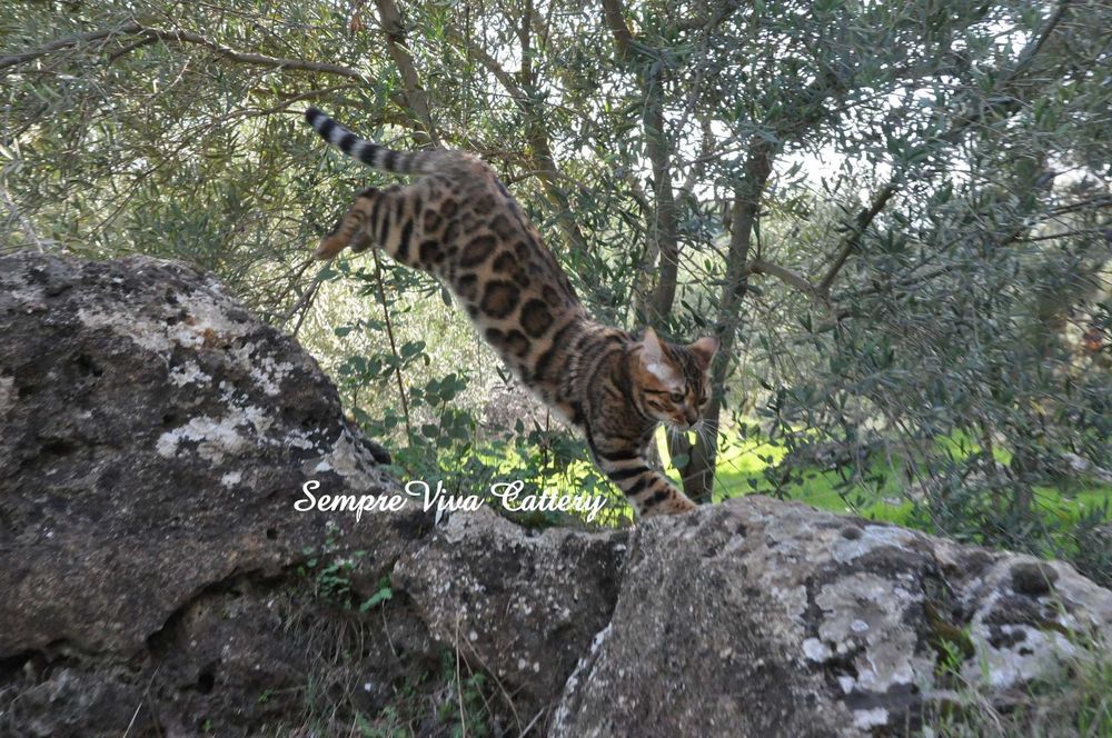 Бенгалско коте мъжко