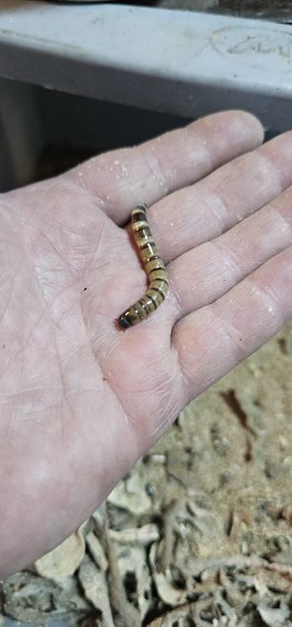 Viermi Superworms si Mealworms