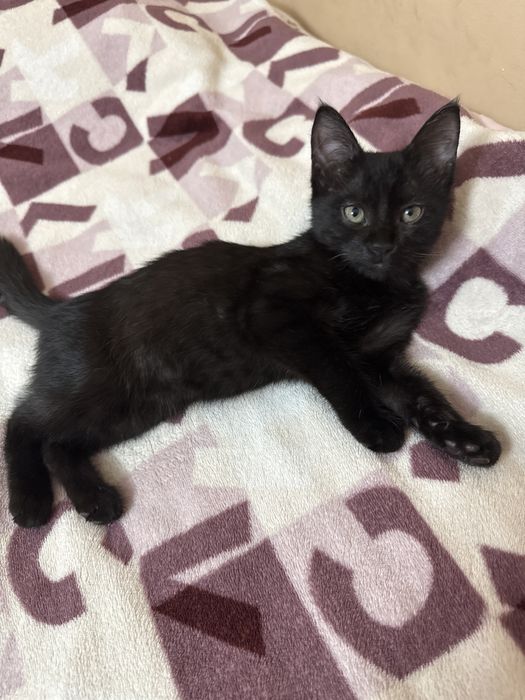 Отдам котенка в добрые руки