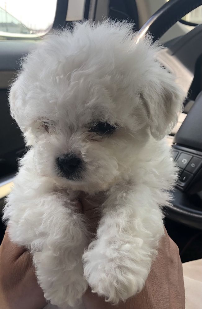 Bichon Mini Toy alb