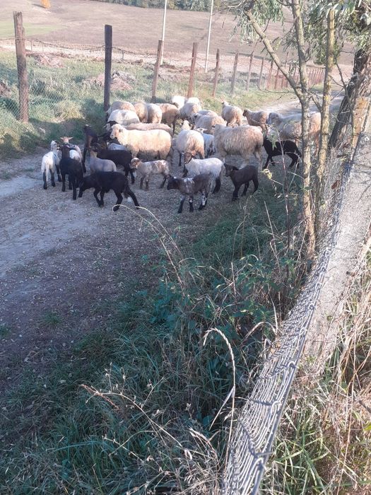 Vind oi fatate și gestante