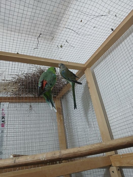 1 para pefchi sotiladi soglom tayyor parasi 550 ming