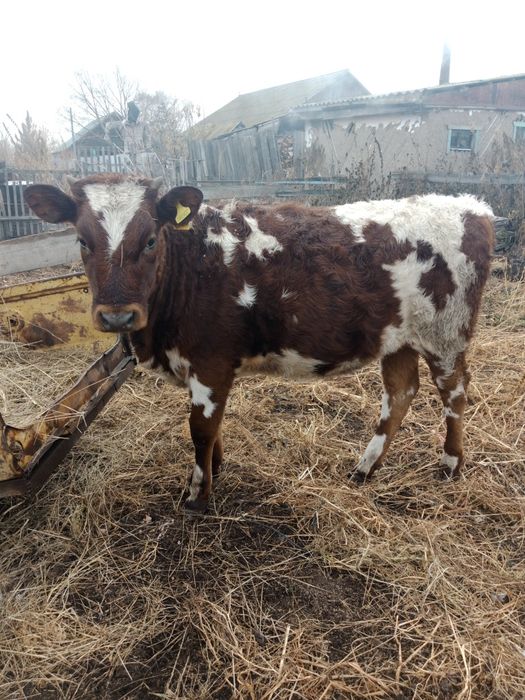 Продам телочку этого года