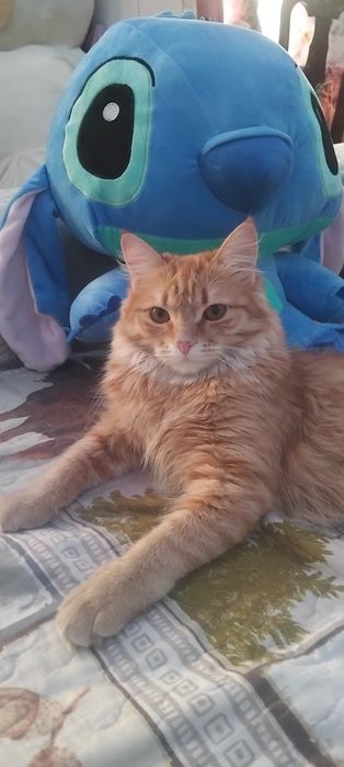 Продам породистого котёнка сибирская смеси с мей-кун мальчик