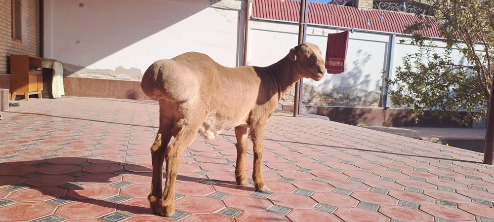 Arashan quyi , 1 yoshga tulmagan. Buxoro, Geofizika