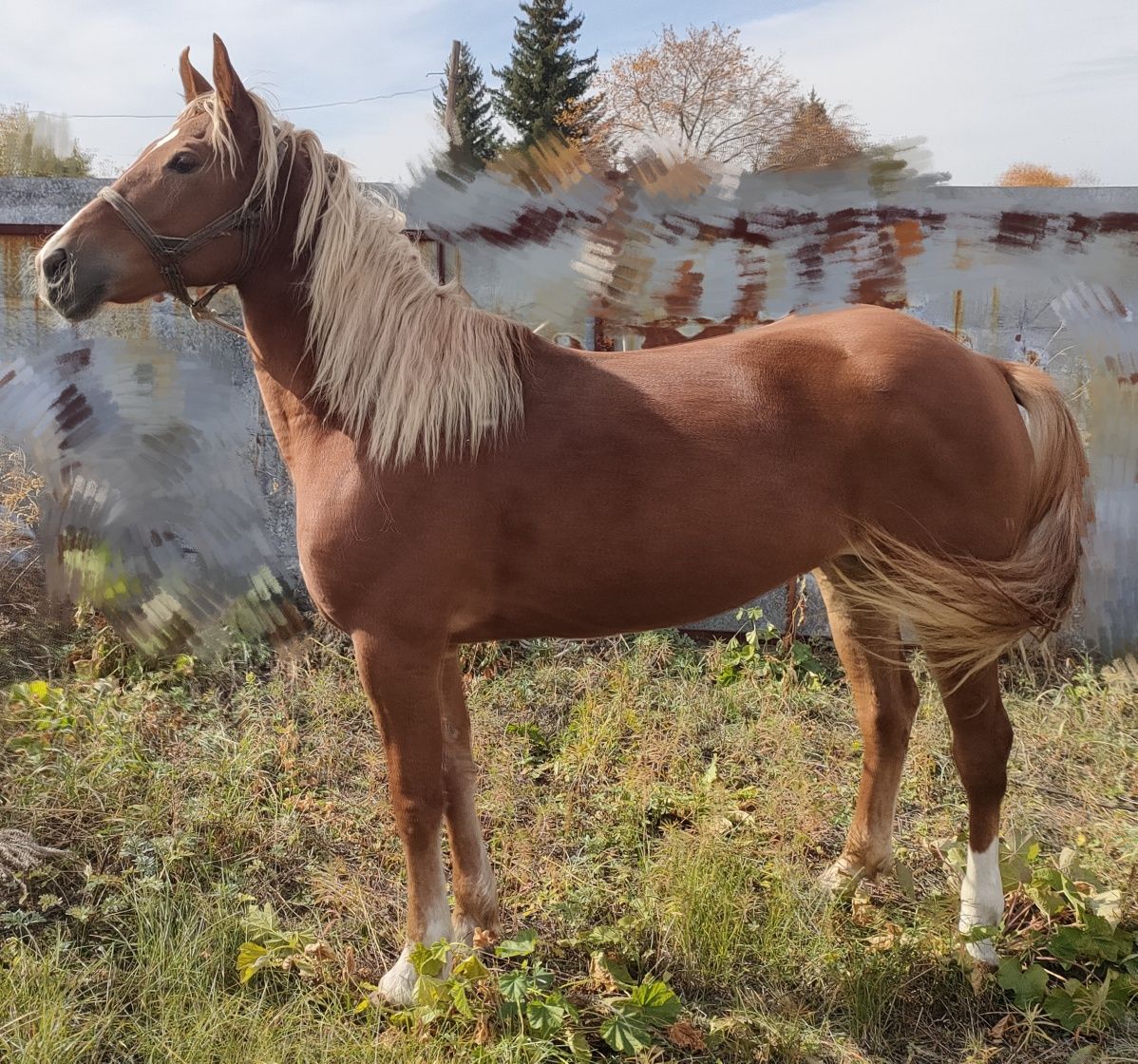 Кобыла 5 лет иноходка