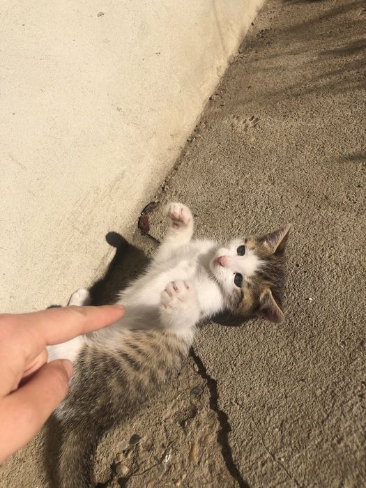Pui de pisica pentru adoptie