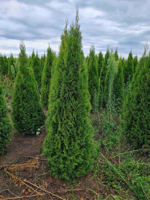 Plante Ornamentale pentru Orice Tip de Grădină – Vezi Oferta