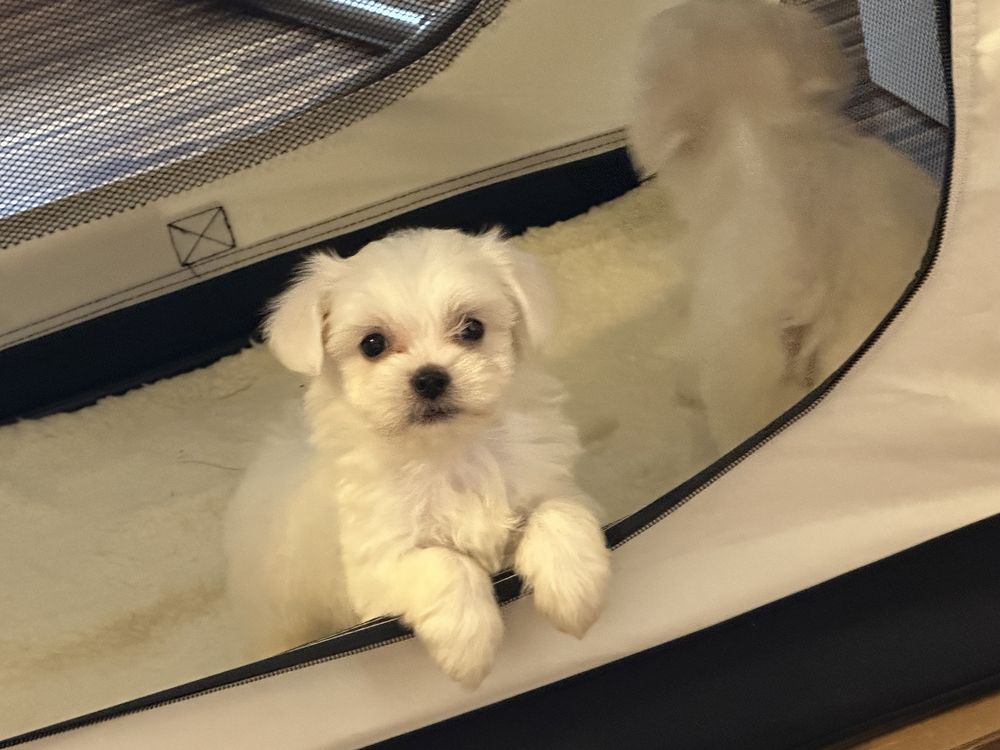 Bichon Mini Toy