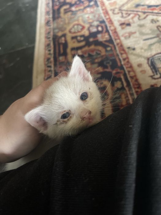 Pisici spre adoptie