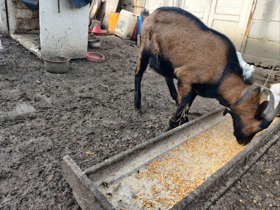 Vând Tap Alpin 7 luni