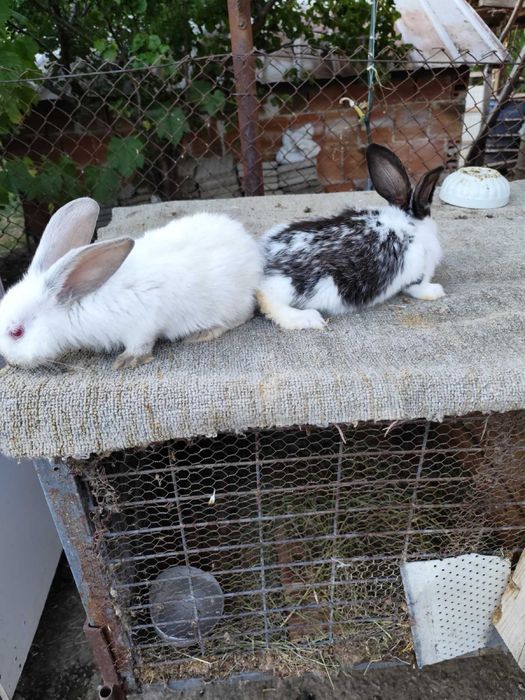 Продавам зайци и заешко месо