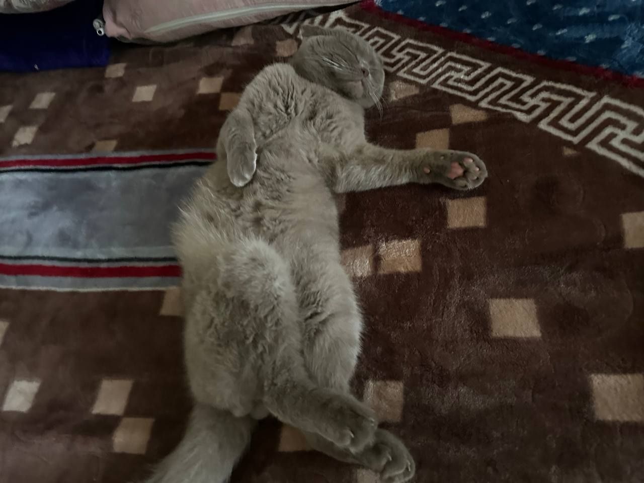 Продаётся кот вислоухий