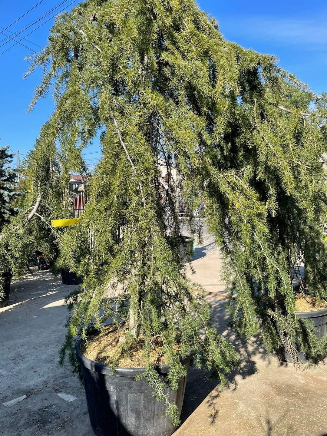 Cedru pendular, photinia plante decorative, Chiparos leylandii