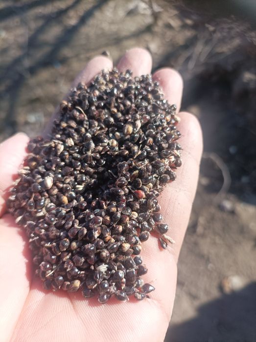 Jugari uruglik uchun