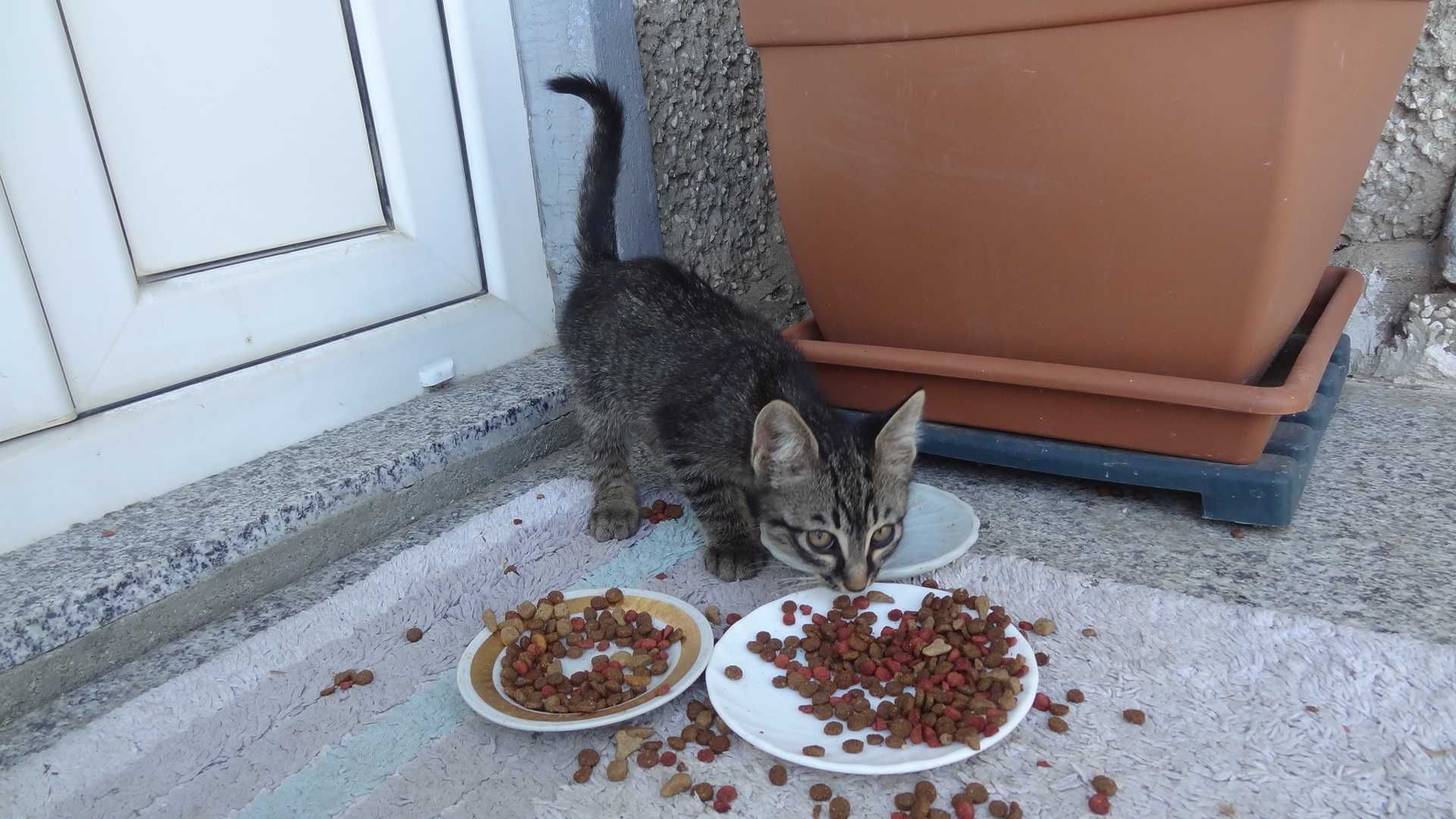 Подарявам  2 дружелюбни и  игриви котета