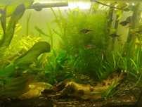 Acvariu Diversa 112L, pesti, plante si complet echipat