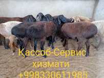 Qassob service hizmati