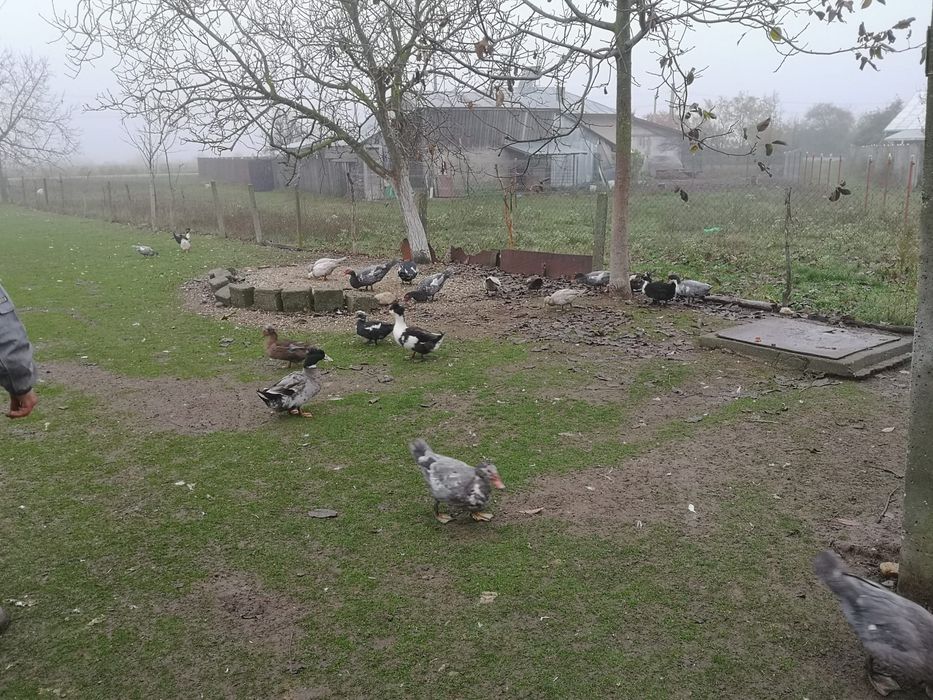 Palmipede de toate variantele