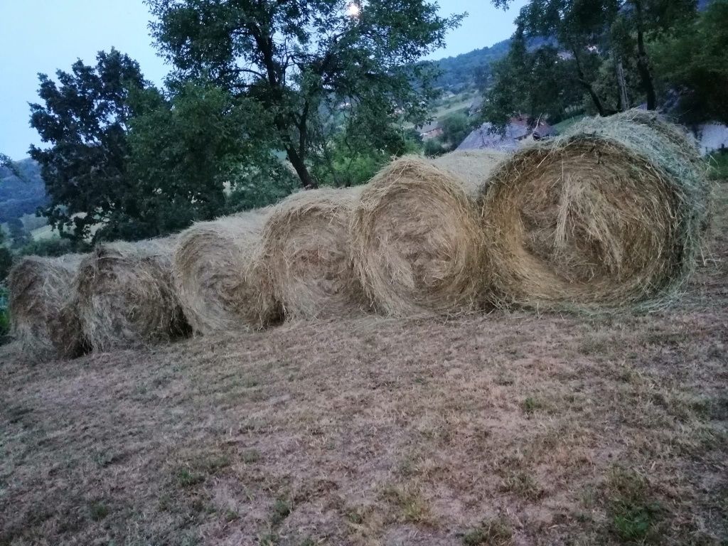 Vând baloți 2023