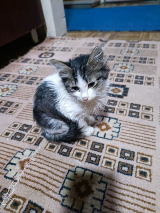 Котята 5 месяцев в хорошие руки