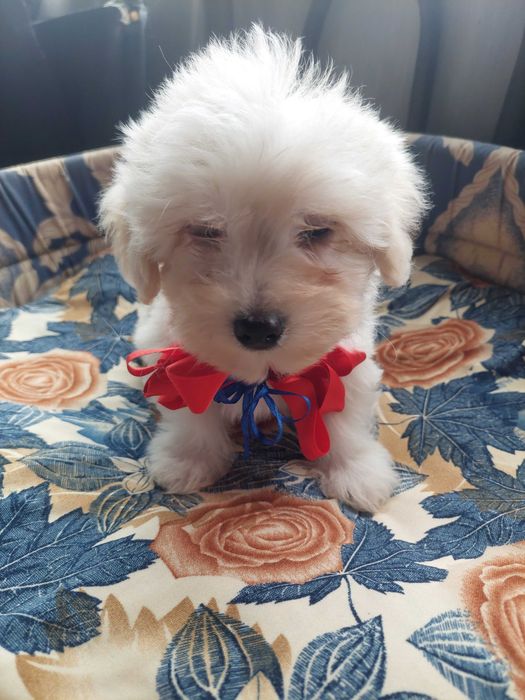 Bichon havanez(părinti cu pedigree)