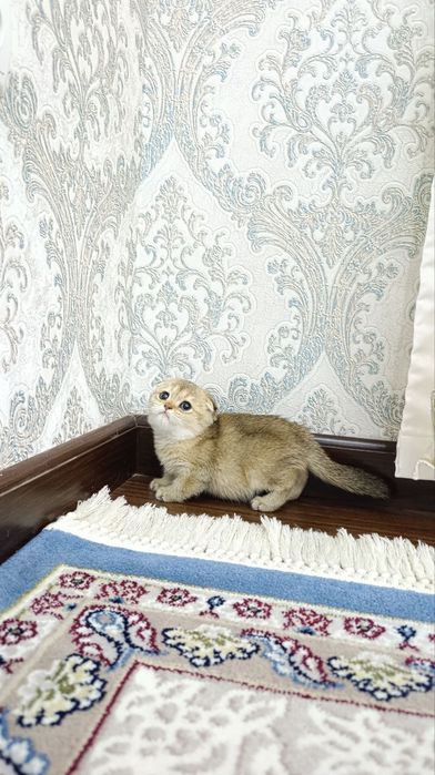 Shinshilla bollari sotuvda