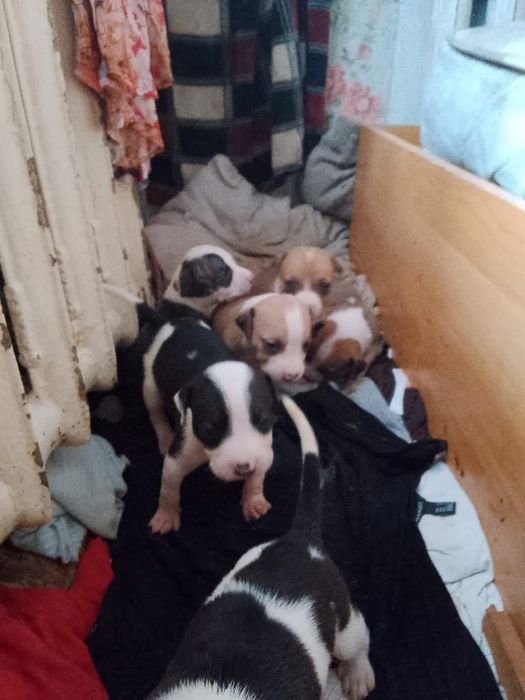 Продам щенков породы стафорда