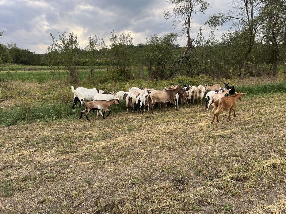 Schimb cu vaca capre si iede (metis anglo )