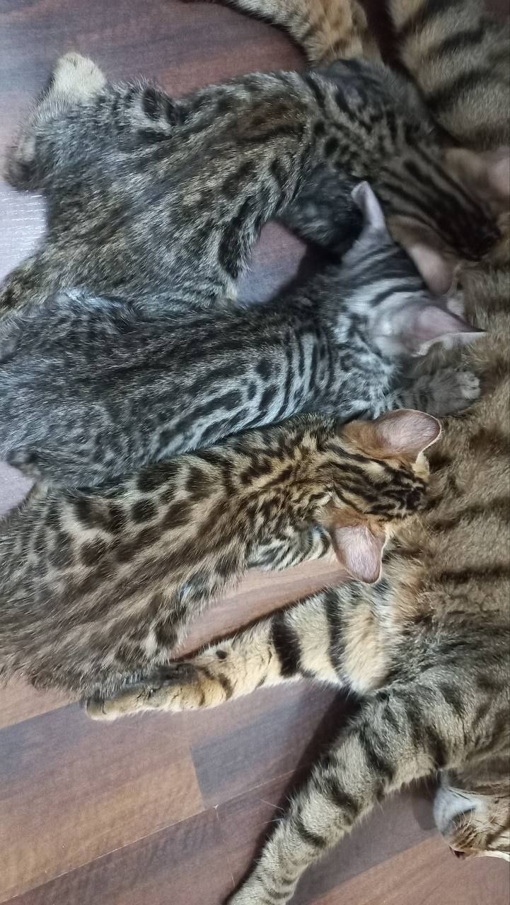 Bengal mushuklar sotiladi