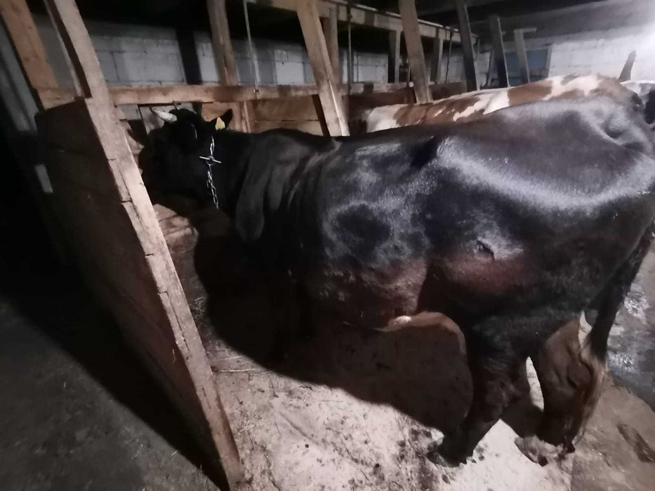 Vând vacuta gestanta