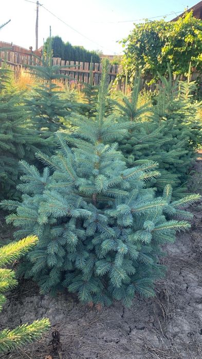 Brazi Argintii crescut in Romania