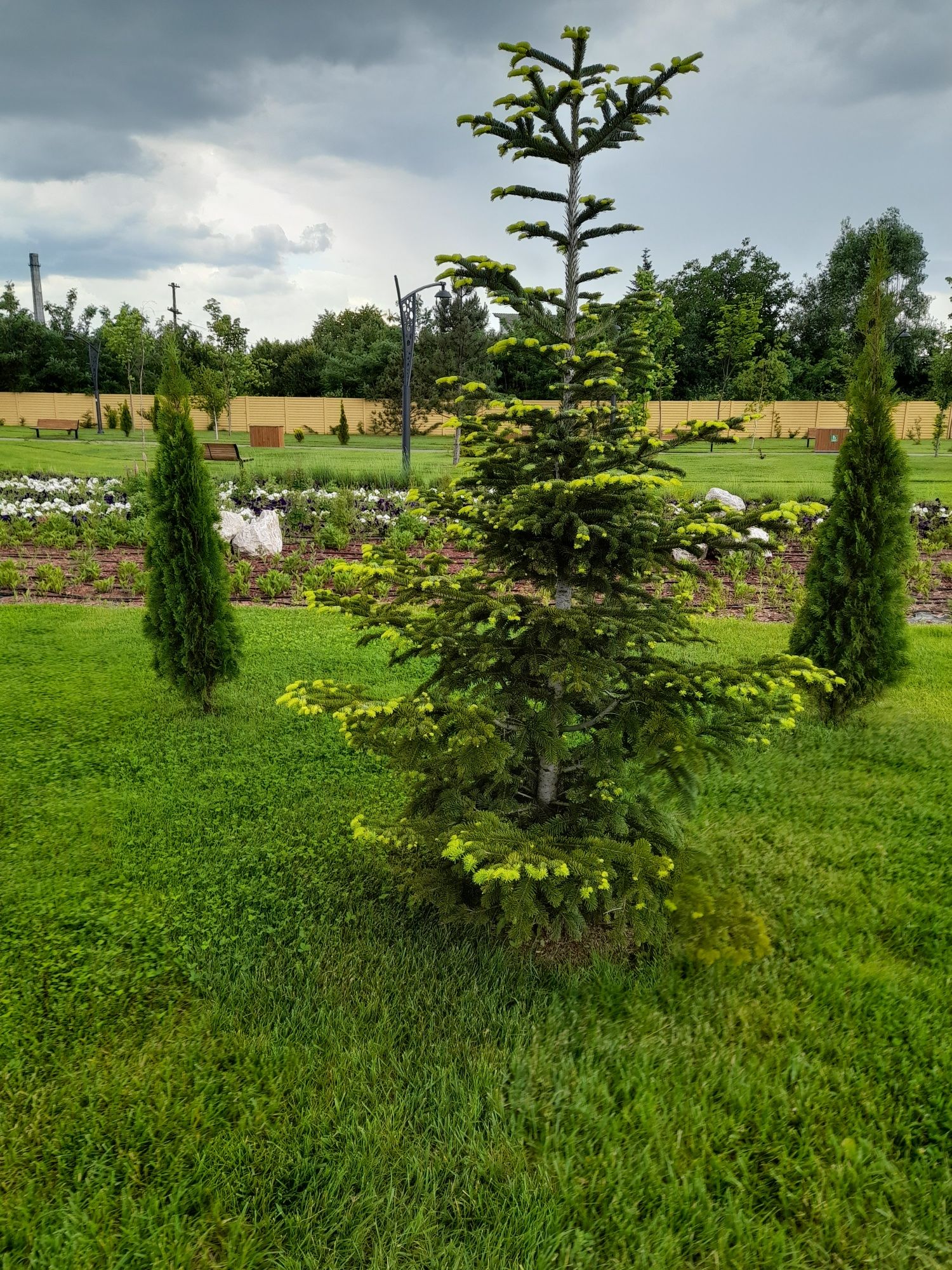 Leylandii brazi tuia mesteacăn tei platani catalpa gazon rulou etc