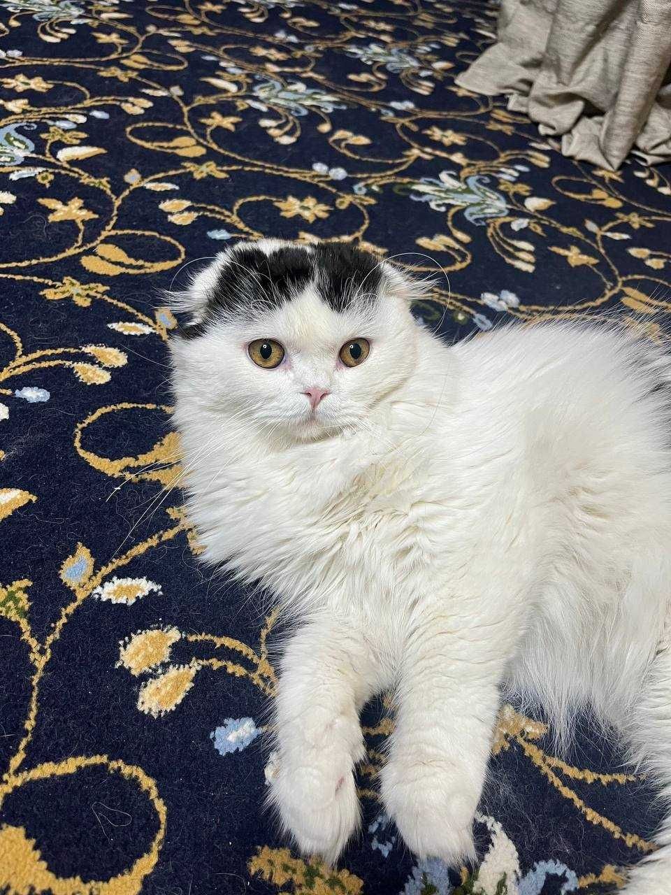 Вязкага скотиш фолд элит
