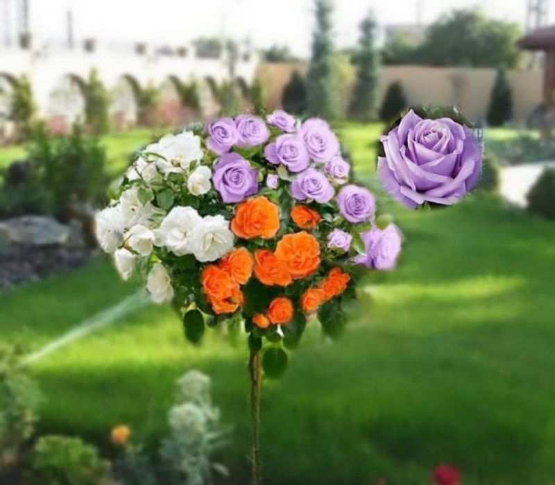 Trandafiri Pomisori În 3 Culori