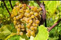 Vând struguri de vin