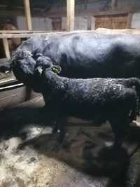 Angus metis cu vitel 120kg