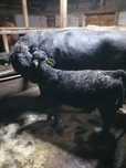 Angus metis cu vitel 120kg