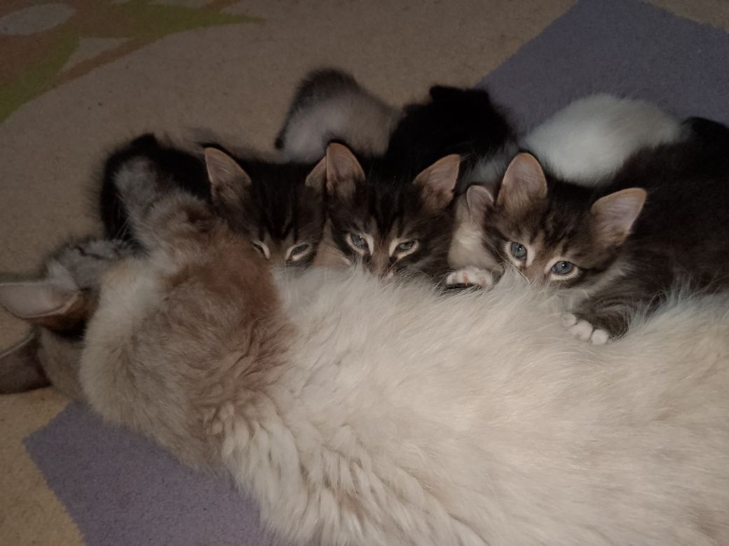Отдам котят даром