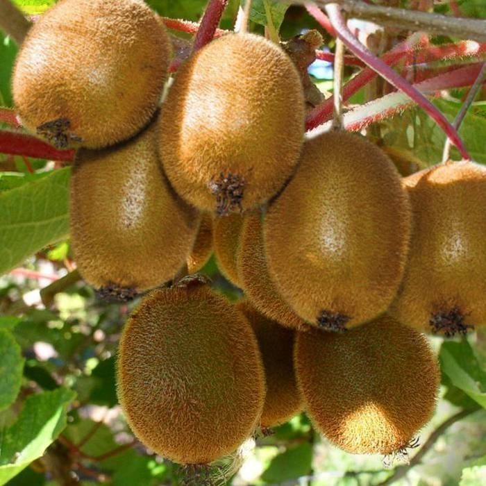 Kiwi Jenny (Actinidia Delicoasa)