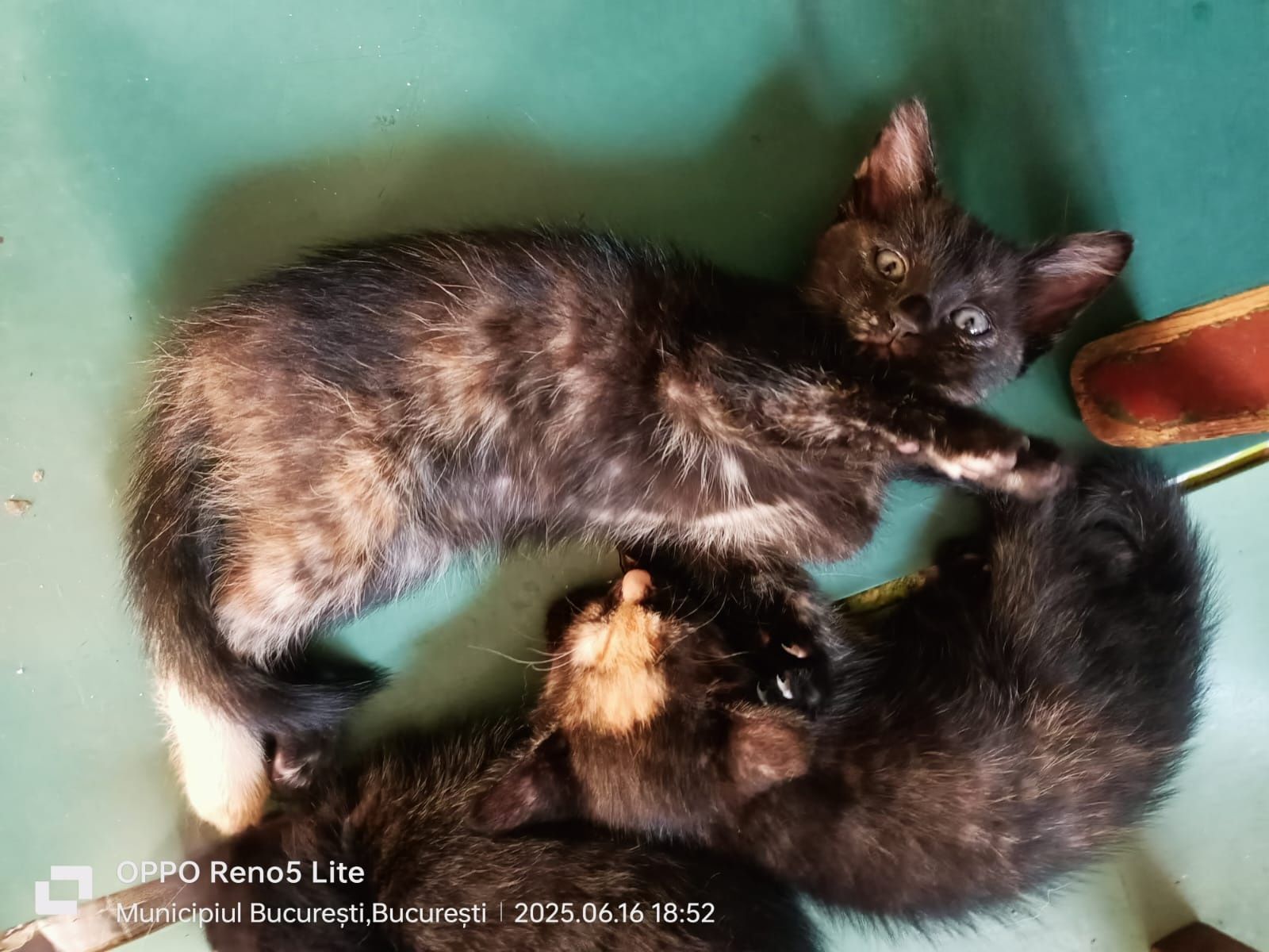 Adoptie 2 pui de pisica Calico 2 Fete și un băiat Pisica neagra