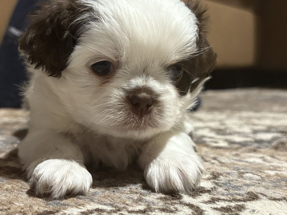 Японски хин - бебета