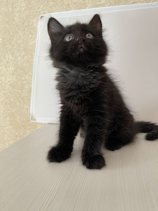 Котенок в любимцы