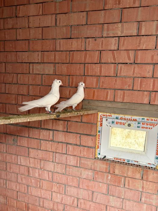 Продам породистых голубей