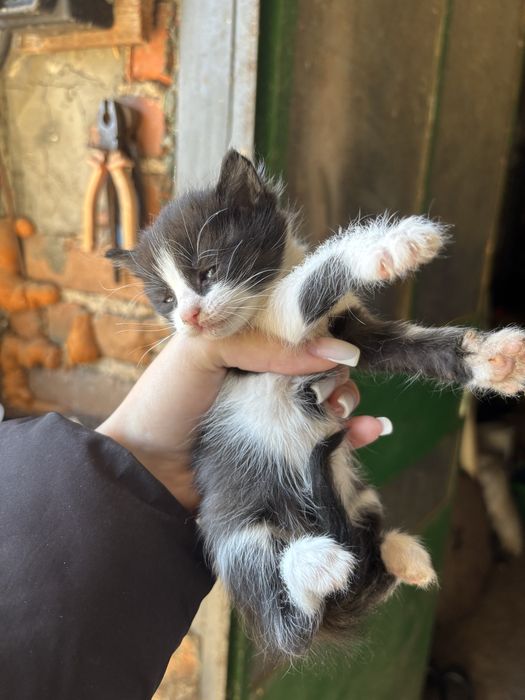 Котенца за подаряване