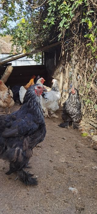 Familie de găini 7+1