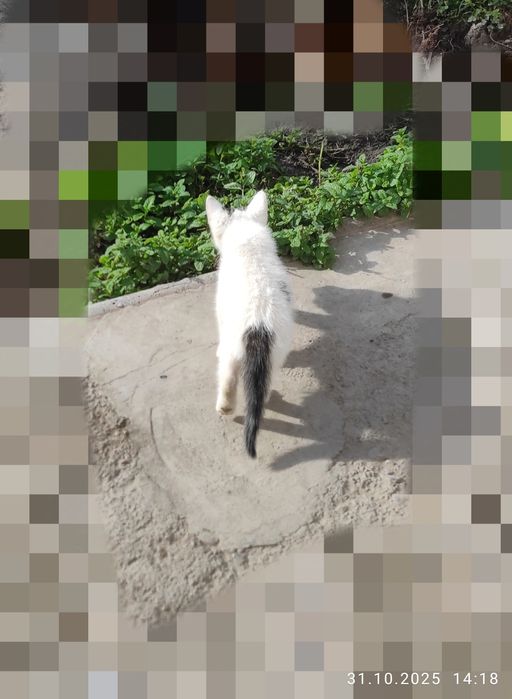 Бесплатный отдам котёнок по-хорошему руки tekinga mushuchani beraman