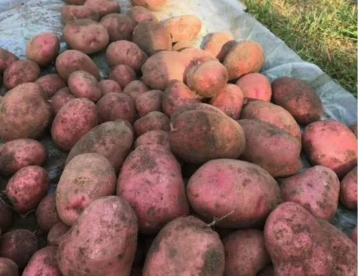 Продаётся домашняя картошка,кг по 200 тг