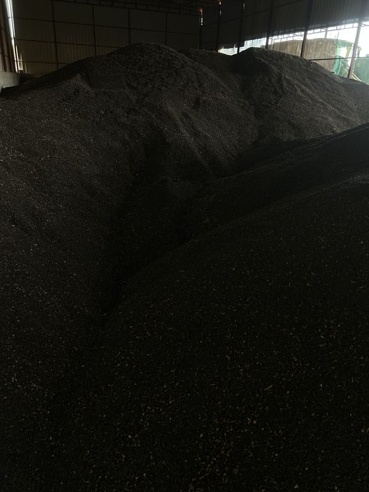 Floarea soarelui 2025 95 tone