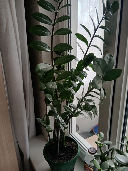 Долларовое дерево